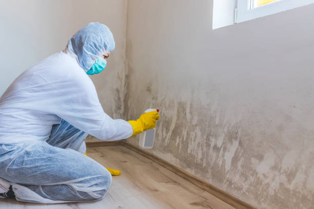 Licensed Mold Remediation service in Bound Brook, NJ - WQB Mold Removal